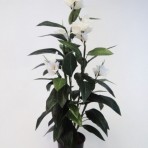 120CM CANNA LILY WHITE