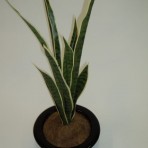 79CM MOTHER IN LAWS TONGUE X 10 LEAVES