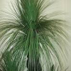 GRASS TREE (BLACKBOY) HEAD X 800 LEAVES