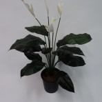 SPATHIPHYLLUM WITH 12 LARGE LEAVES 80CM HIGH