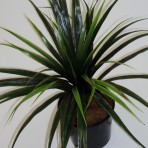 DRACEANA HEAD X 56 LEAVES