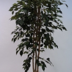 180CM FICUS TREE