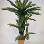 CYCAD 120CM HIGH