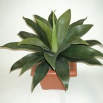 AGAVE X 23 LEAVES
