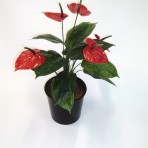 50CM HIGH ANTHURIUM WITH 5 FLOWERS