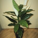 spathiphyllum-madonna lily 75cm