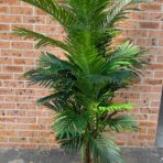 195cm areca palm