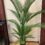 160cm areca palm