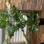 120cm variegated split philo